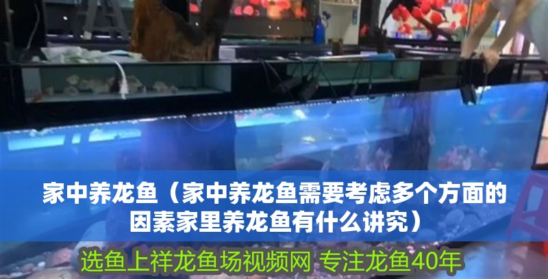 家中養龍魚（家中養龍魚需要考慮多個方面的因素家里養龍魚有什么講究）