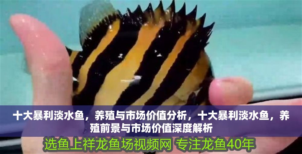 十大暴利淡水魚，養殖與市場價值分析，十大暴利淡水魚，養殖前景與市場價值深度解析 十大暴利淡水魚，養殖與市場價值分析，十大暴利淡水魚，養殖前景與市場價值深度解析 龍魚百科 第1張