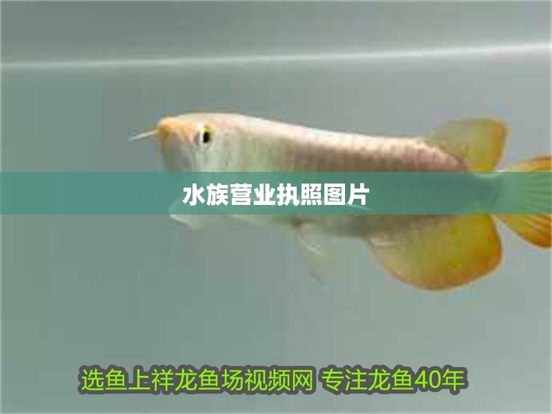 水族營業執照圖片 水族營業執照圖片 龍魚論壇