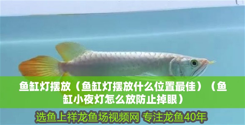 鸚鵡魚和銀龍魚混養(yǎng)怎樣喂食 魚缸燈擺放(魚缸燈擺放什么位置最佳)(魚缸小夜燈怎么放防止掉眼) 魚缸百科 魚缸燈擺放(魚缸燈擺放什么位置最佳)(魚缸小夜燈怎么放防止掉眼) 魚缸燈擺放(魚缸燈擺放什么位置最佳)(魚缸小夜燈怎么放防止掉眼) 魚缸百科