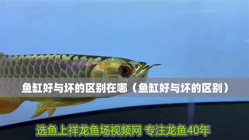 魚缸好與壞的區別在哪（魚缸好與壞的區別）
