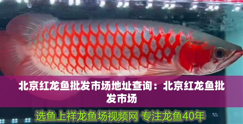 <strong><mark>北京</mark></strong>紅龍魚批發(fā)市場(chǎng)地址查詢：<strong><mark>北京</mark></strong>紅龍魚批發(fā)市場(chǎng)