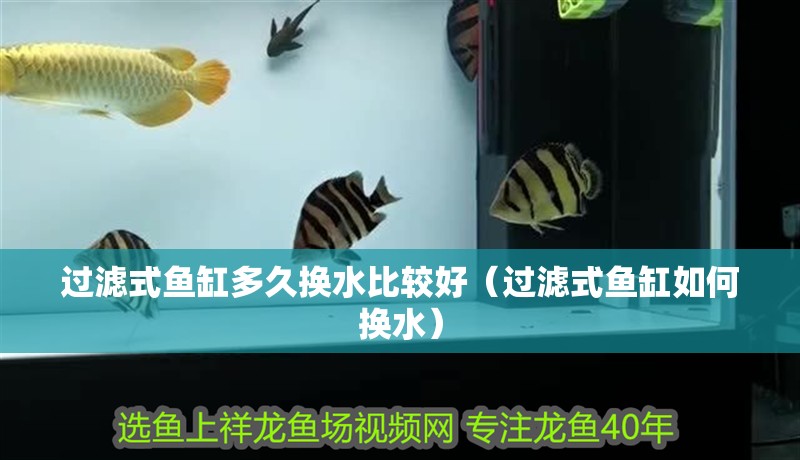 過濾式魚缸多久換水比較好（過濾式魚缸如何換水）