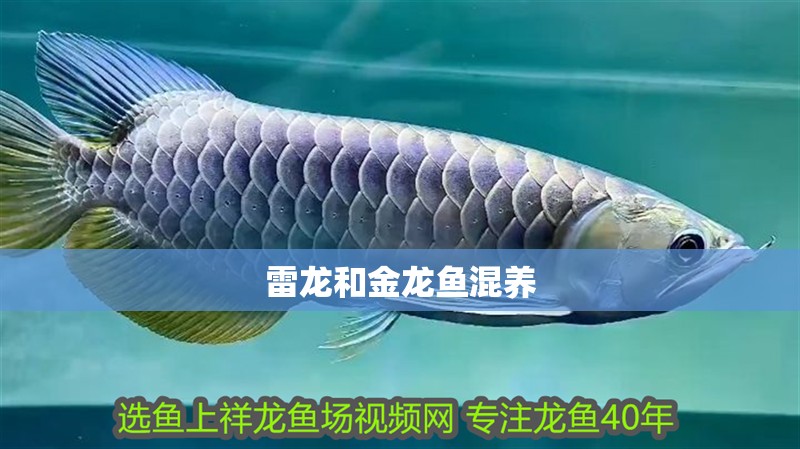 魚缸用增氧泵價(jià)格是多少:魚缸增氧機(jī)-xtrac增氧機(jī)-xtrac增氧機(jī) 雷龍和金龍魚混養(yǎng) 龍魚百科 雷龍和金龍魚混養(yǎng) 雷龍和金龍魚混養(yǎng) 龍魚百科