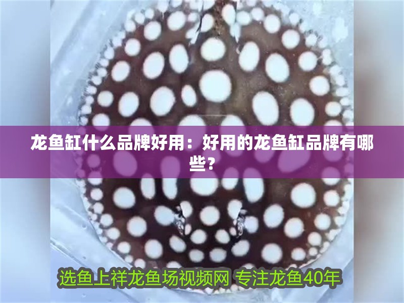 龍魚缸什么品牌好用：好用的龍魚缸品牌有哪些？