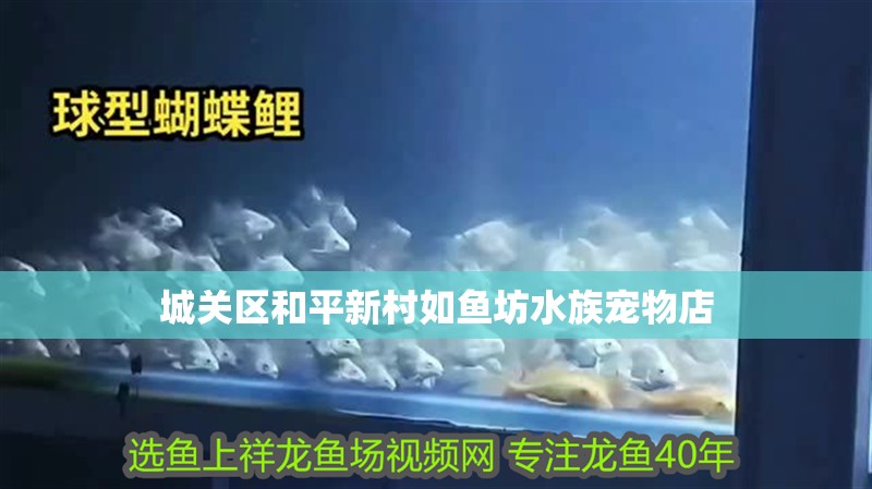 城關區和平新村如魚坊水族寵物店 城關區和平新村如魚坊水族寵物店 全國水族館企業名錄