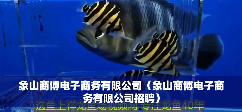 象山商博電子商務(wù)有限公司（象山商博電子商務(wù)有限公司招聘） 象山商博電子商務(wù)有限公司（象山商博電子商務(wù)有限公司招聘） 全國水族館企業(yè)名錄