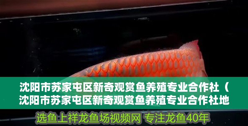 沈陽市蘇家屯區新奇觀賞魚養殖專業合作社（沈陽市蘇家屯區新奇觀賞魚養殖專業合作社地址）