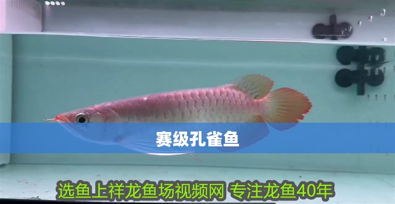 賽級孔雀魚