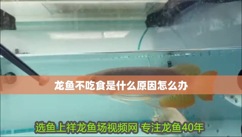 龍魚不吃食是什么原因怎么辦