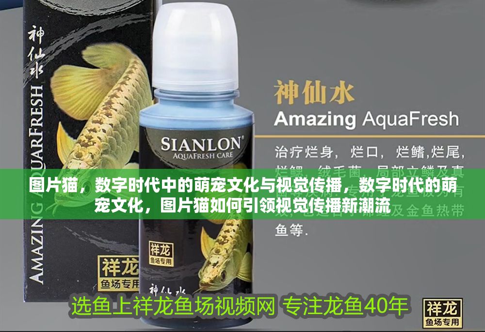 圖片貓，數字時代中的萌寵文化與視覺傳播，數字時代的萌寵文化，圖片貓如何引領視覺傳播新潮流