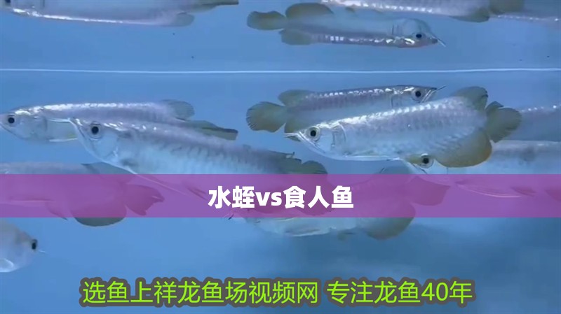 水蛭vs食人魚