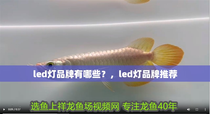 給大魚缸換水的作文:體驗(yàn)給大魚缸換水的樂趣:體驗(yàn)給大魚缸換水:給大魚缸換水的作文 led燈品牌有哪些?,led燈品牌推薦 龍魚百科 led燈品牌有哪些?,led燈品牌推薦 led燈品牌有哪些?,led燈品牌推薦 龍魚百科