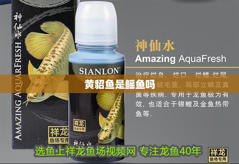 黃貂魚是鰩魚嗎 黃貂魚是鰩魚嗎 龍魚論壇