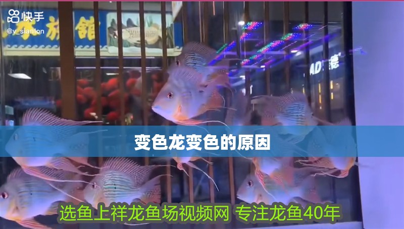 變色龍變色的原因