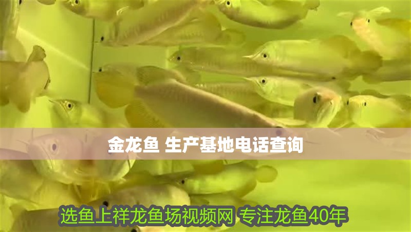 金龍魚 生產基地電話查詢 金龍魚 生產基地電話查詢 龍魚百科