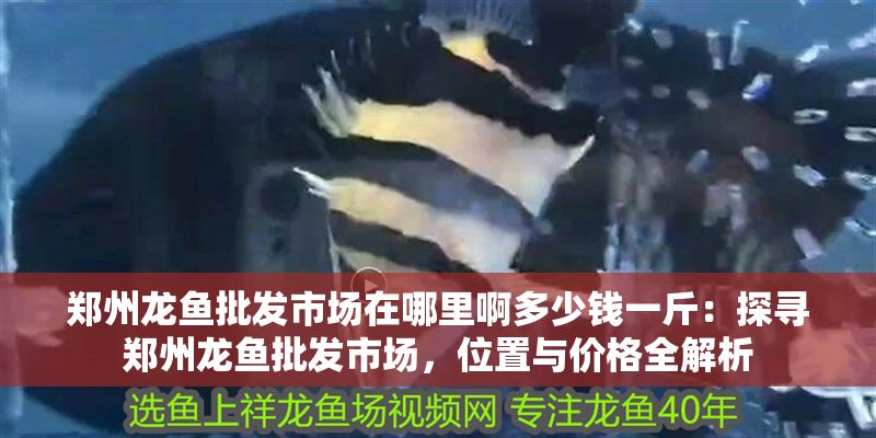 鄭州龍魚批發市場在哪里啊多少錢一斤：探尋鄭州龍魚批發市場，位置與價格全解析