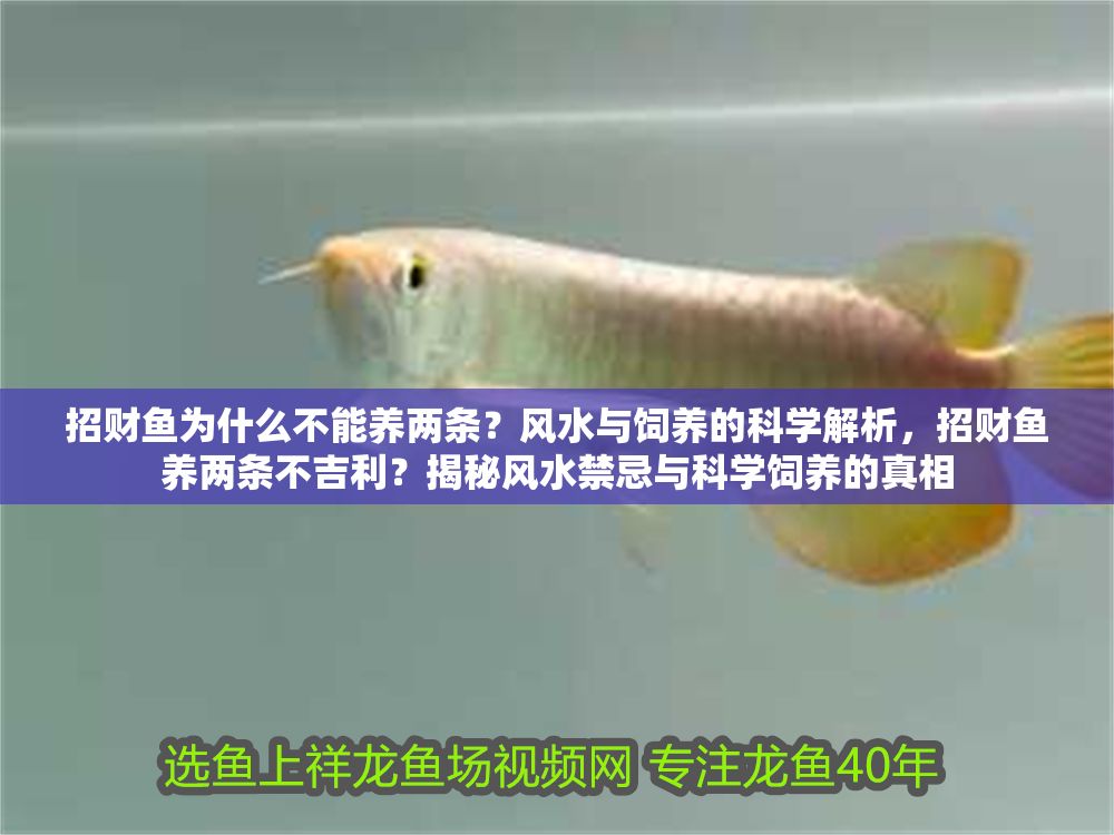 招財魚為什么不能養兩條？風水與飼養的科學解析，招財魚養兩條不吉利？揭秘風水禁忌與科學飼養的真相