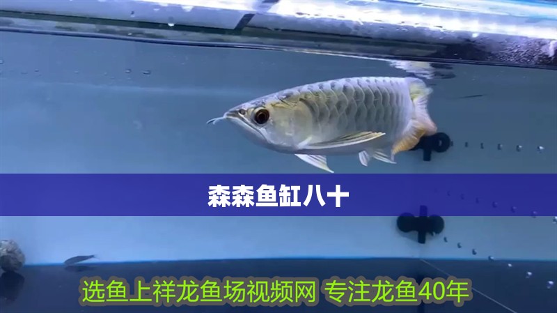 森森魚缸八十