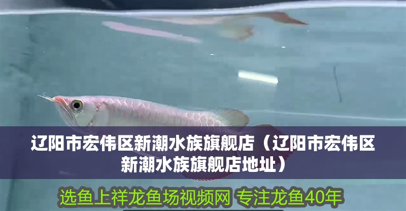 遼陽市宏偉區新潮水族旗艦店（遼陽市宏偉區新潮水族旗艦店地址）