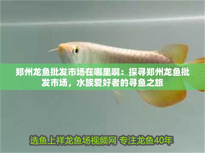 鄭州龍魚批發市場在哪里啊：探尋鄭州龍魚批發市場，水族愛好者的尋魚之旅