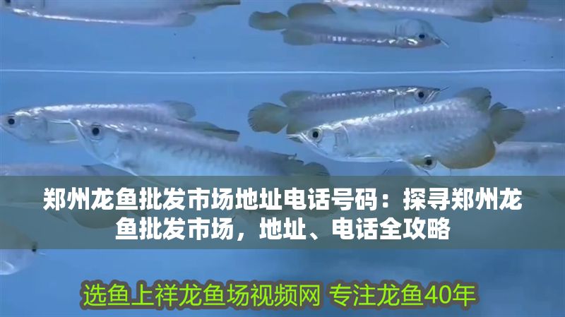 鄭州龍魚批發(fā)市場地址電話號碼：探尋鄭州龍魚批發(fā)市場，地址、電話全攻略