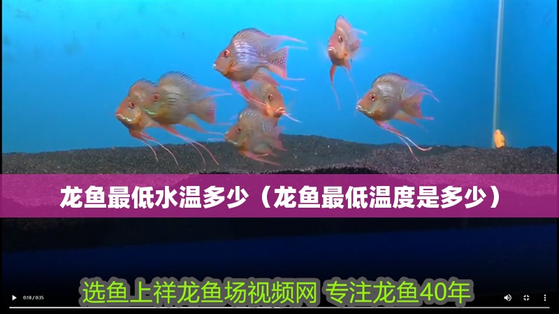 龍魚最低水溫多少（龍魚最低溫度是多少）