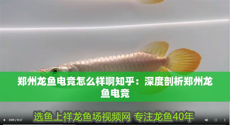 鄭州龍魚電競怎么樣啊知乎：深度剖析鄭州龍魚電競
