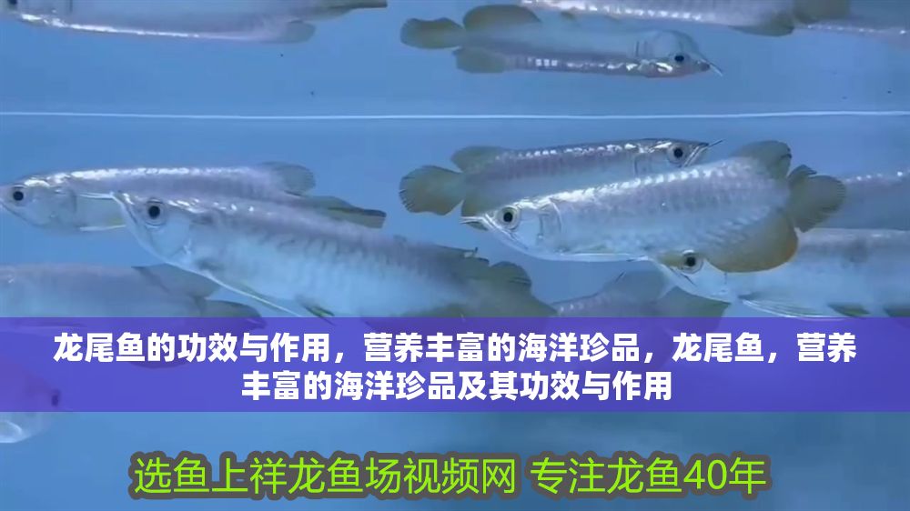 龍尾魚的功效與作用，營養豐富的海洋珍品，龍尾魚，營養豐富的海洋珍品及其功效與作用 龍尾魚的功效與作用，營養豐富的海洋珍品，龍尾魚，營養豐富的海洋珍品及其功效與作用 龍魚百科 第1張