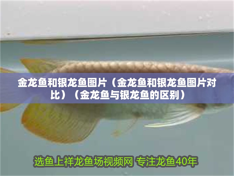 金龍魚和銀龍魚圖片（金龍魚和銀龍魚圖片對比）（金龍魚與銀龍魚的區別）