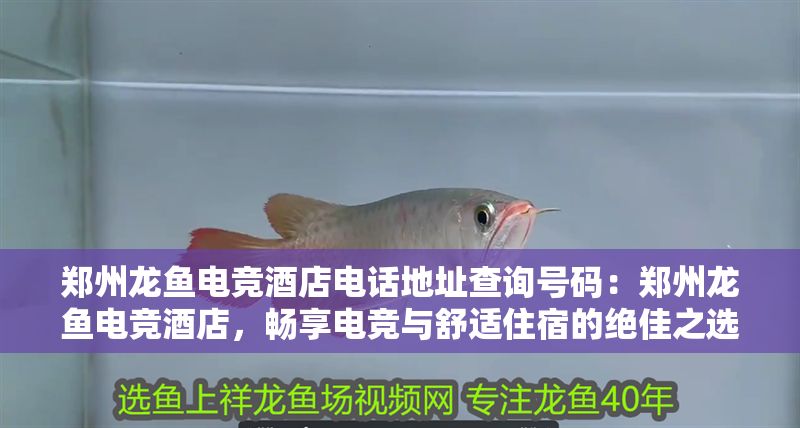 鄭州龍魚電競酒店電話地址查詢號碼：鄭州龍魚電競酒店，暢享電競與舒適住宿的絕佳之選—電話地址全攻略