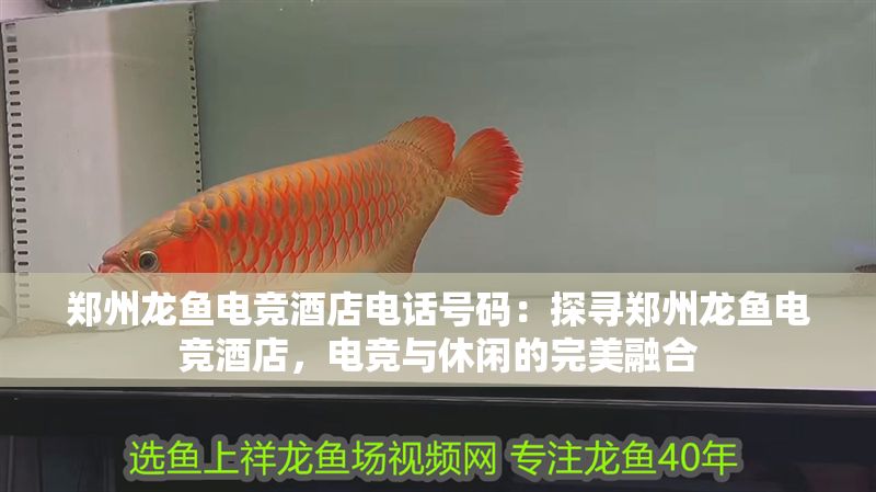 鄭州龍魚電競(jìng)酒店電話號(hào)碼：探尋鄭州龍魚電競(jìng)酒店，電競(jìng)與休閑的完美融合
