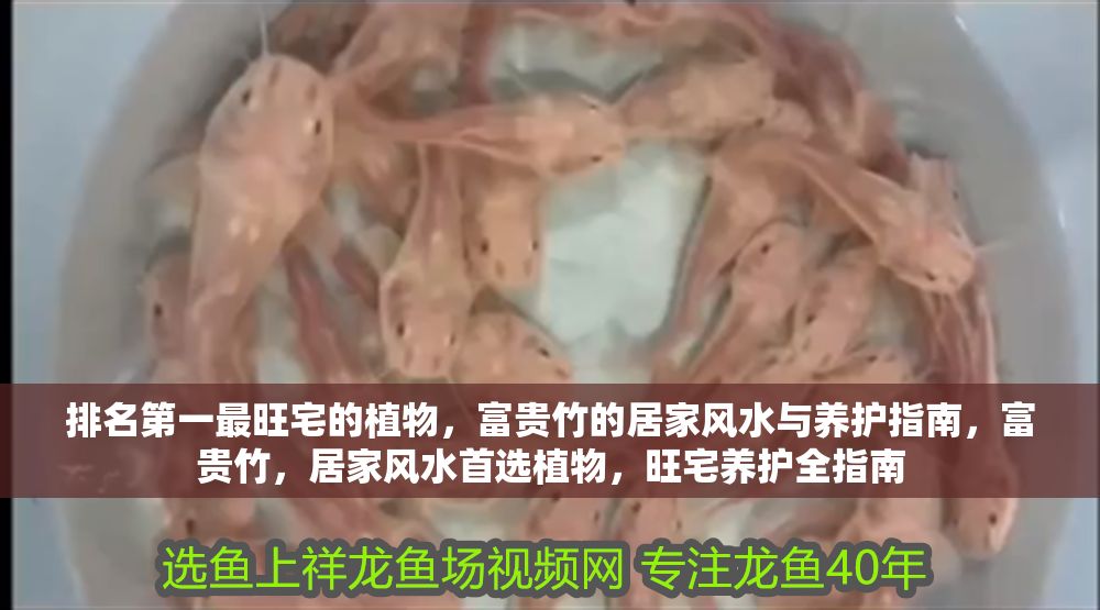 排名第一最旺宅的植物，富貴竹的居家風水與養護指南，富貴竹，居家風水首選植物，旺宅養護全指南