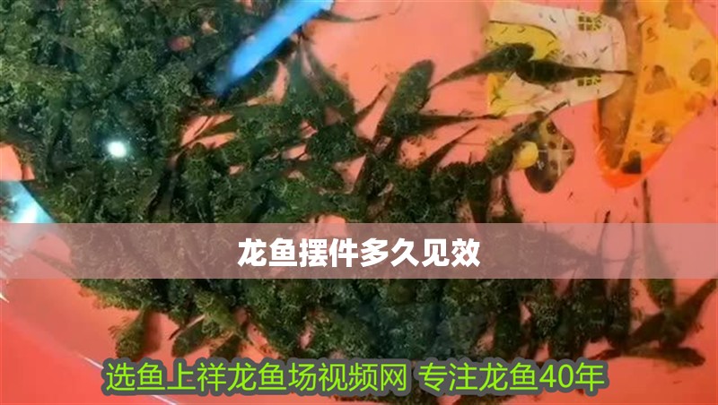 龍魚擺件多久見效