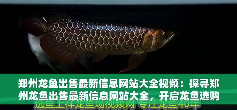 鄭州龍魚出售最新信息網站大全視頻：探尋鄭州龍魚出售最新信息網站大全，開啟龍魚選購之旅