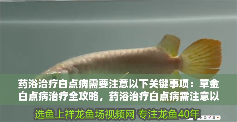 藥浴治療白點(diǎn)病需要注意以下關(guān)鍵事項(xiàng)：草金白點(diǎn)病治療全攻略，藥浴治療白點(diǎn)病需注意以下關(guān)鍵事項(xiàng)：草金白點(diǎn)病治療全攻略