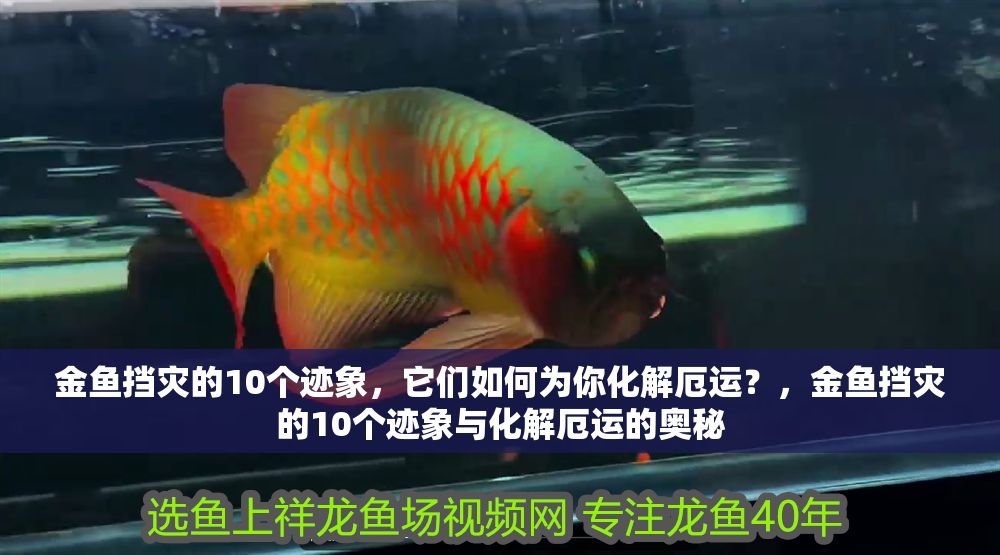 金魚擋災的10個跡象,它們如何為你化解厄運?,金魚擋災的10個跡象與化解厄運的奧秘 龍魚百科 第1張 金魚擋災的10個跡象,它們如何為你化解厄運?,金魚擋災的10個跡象與化解厄運的奧秘 金魚擋災的10個跡象,它們如何為你化解厄運?,金魚擋災的10個跡象與化解厄運的奧秘 龍魚百科 第1張