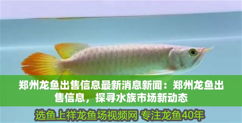 鄭州龍魚出售信息最新消息新聞：鄭州龍魚出售信息，探尋水族市場新動態