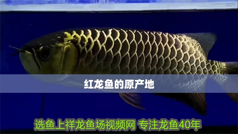 紅龍魚的原產地
