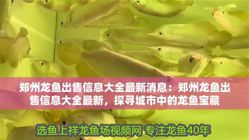 鄭州龍魚出售信息大全最新消息：鄭州龍魚出售信息大全最新，探尋城市中的龍魚寶藏