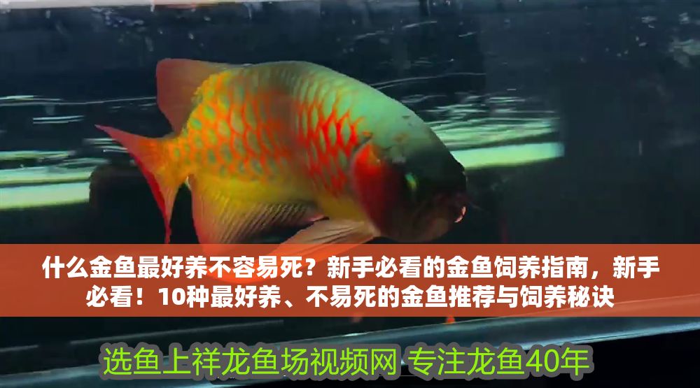 什么金魚最好養(yǎng)不容易死？新手必看的金魚飼養(yǎng)指南，新手必看！10種最好養(yǎng)、不易死的金魚推薦與飼養(yǎng)秘訣 什么金魚最好養(yǎng)不容易死？新手必看的金魚飼養(yǎng)指南，新手必看！10種最好養(yǎng)、不易死的金魚推薦與飼養(yǎng)秘訣 龍魚百科 第1張