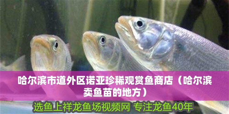 哈爾濱市道外區諾亞珍稀觀賞魚商店（哈爾濱賣魚苗的地方）