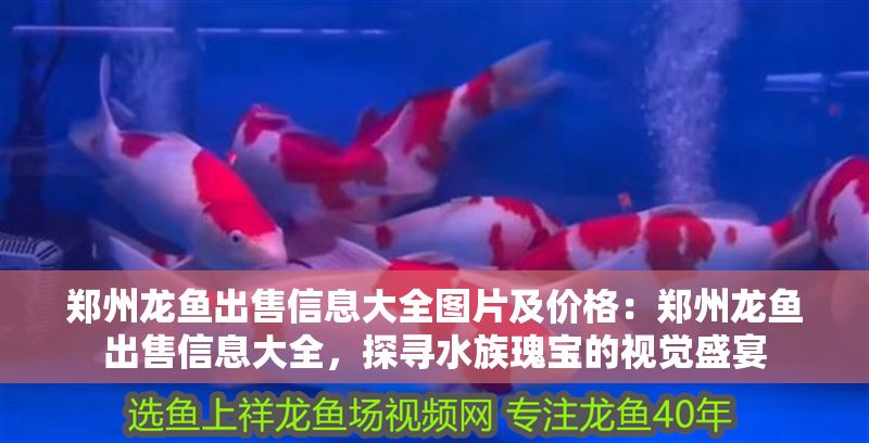 鄭州龍魚出售信息大全圖片及價格：鄭州龍魚出售信息大全，探尋水族瑰寶的視覺盛宴