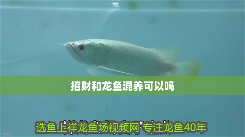 魚缸過濾器選購指南:自制魚缸過濾器魚缸上置過濾器對于養魚愛好者的必備知識 招財和龍魚混養可以嗎 龍魚百科 招財和龍魚混養可以嗎 招財和龍魚混養可以嗎 龍魚百科