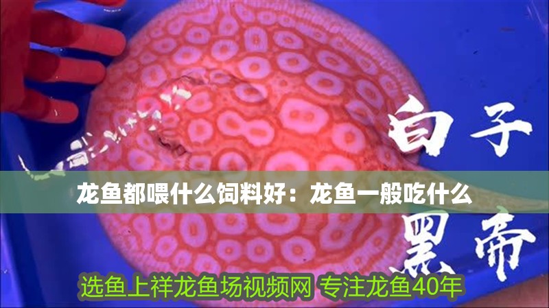 龍魚都喂什么飼料好：龍魚一般吃什么