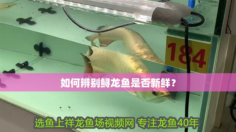 如何辨別鱘龍魚是否新鮮？