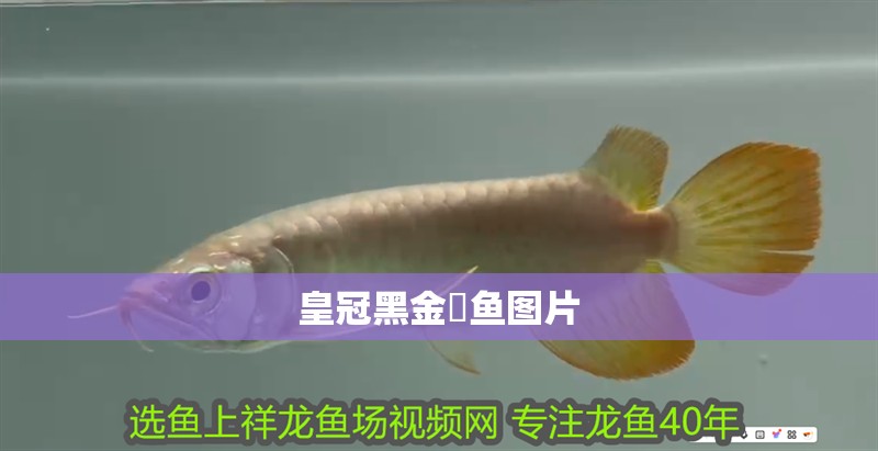 皇冠黑金魟魚圖片