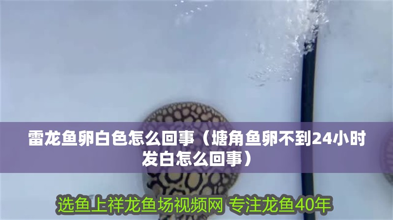 雷龍魚卵白色怎么回事（塘角魚卵不到24小時(shí)發(fā)白怎么回事）