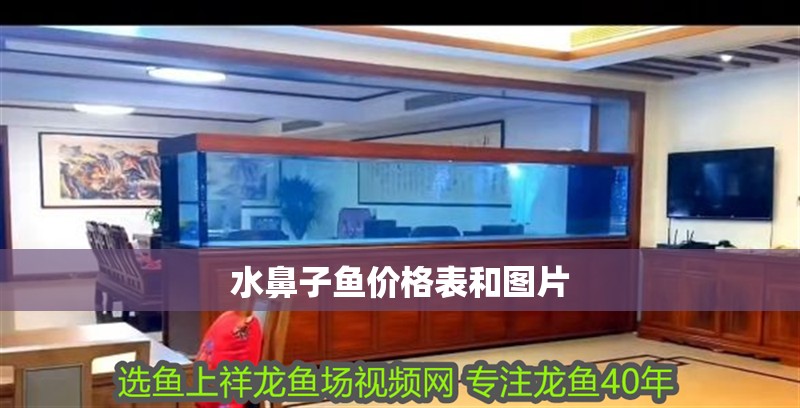 水鼻子魚價(jià)格表和圖片