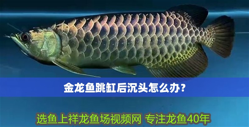 金龍魚跳缸后沉頭怎么辦？